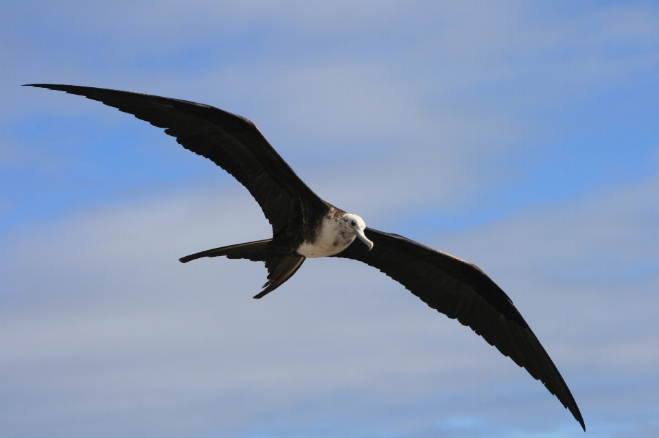 Galapagos
 oiseau le bec ciel