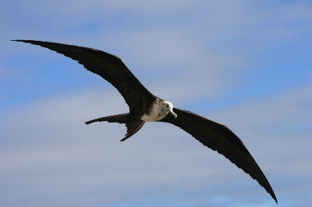 Galapagos bird beak sky Photo