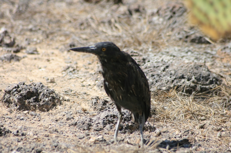 Galápagos
 pájaro vertebrado
 pico