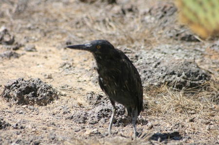 Galapagos bird vertebrate beak Photo