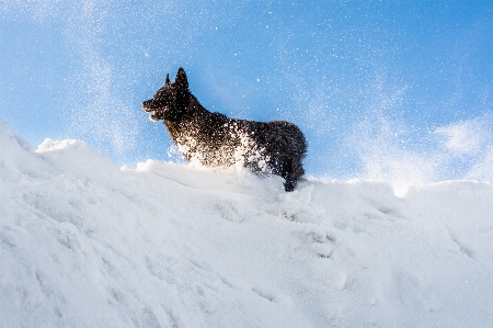 Dog black snow evening Photo