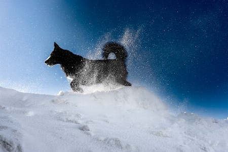 Dog black snow evening Photo