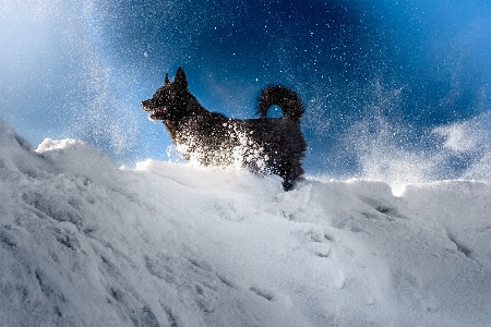 Dog black snow evening Photo