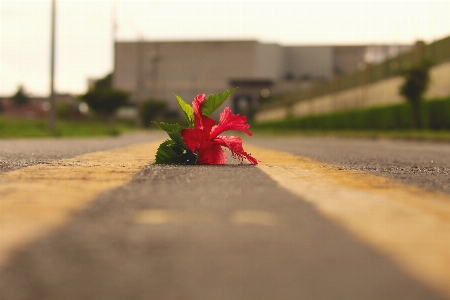 Foto Canone t5
 rosso fiore