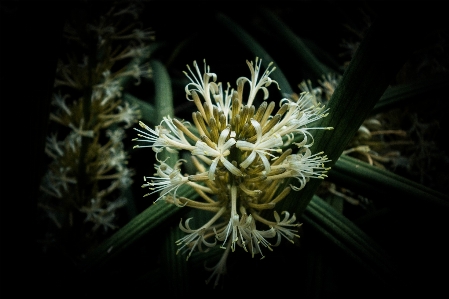 緑 花 植物 植物学
 写真