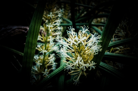 Green flower plant botany Photo