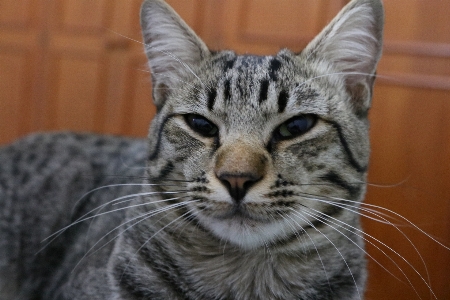 Foto Gatto dormire pisolino
 mammifero