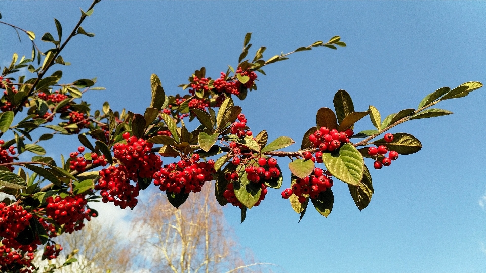 Rot natur himmel blume