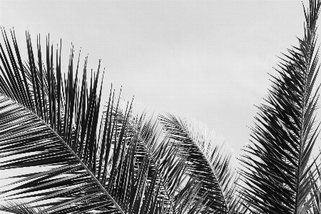 Photo Feuilles arbre végétation blanc