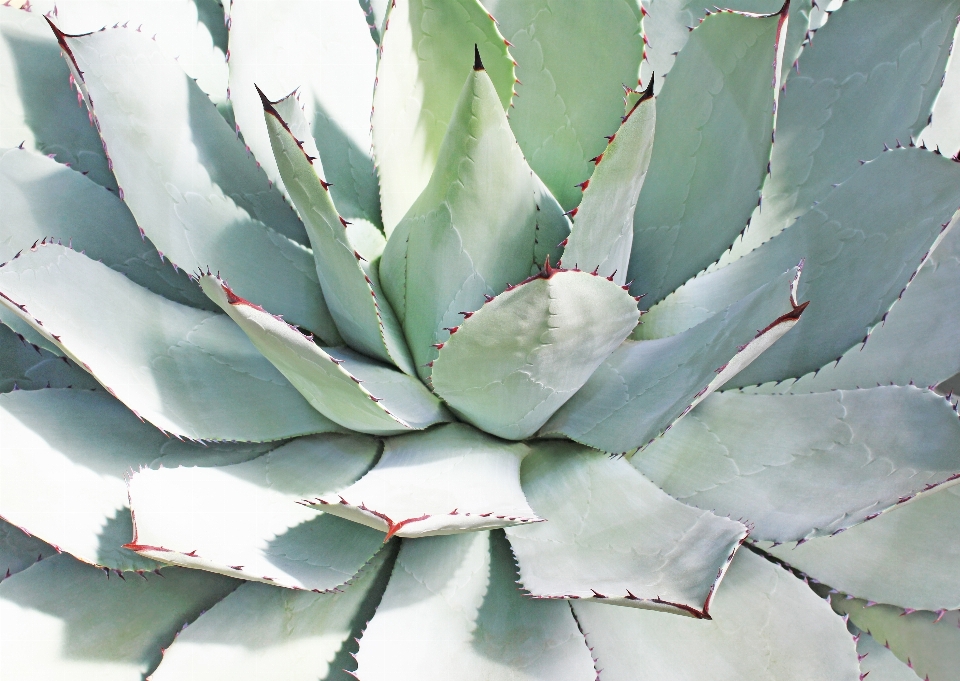 Agave plantar natureza fotografia