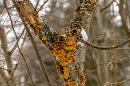 Moss canoe birch tree branch Photo