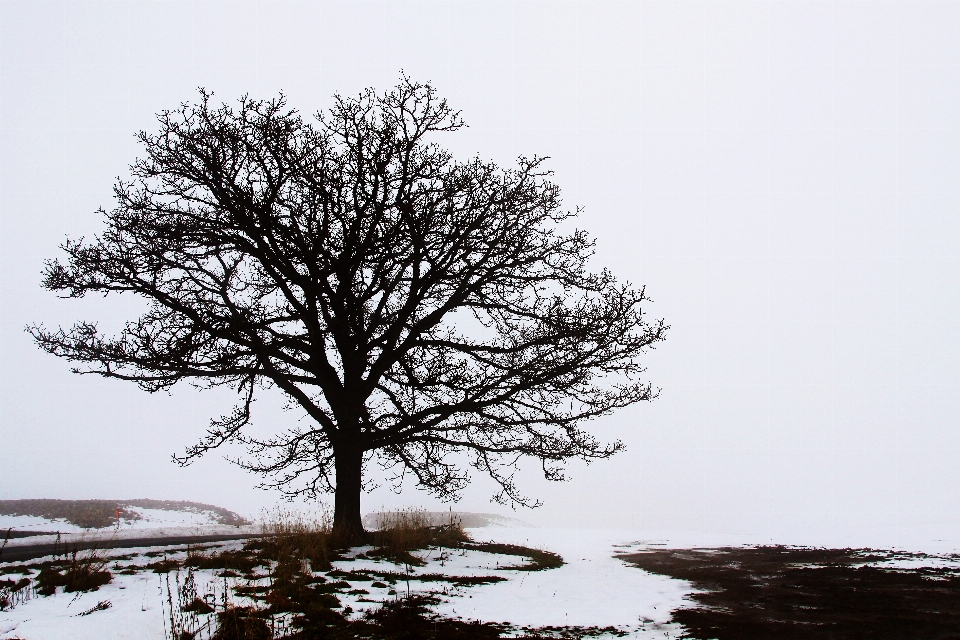 Japan tree natural landscape white