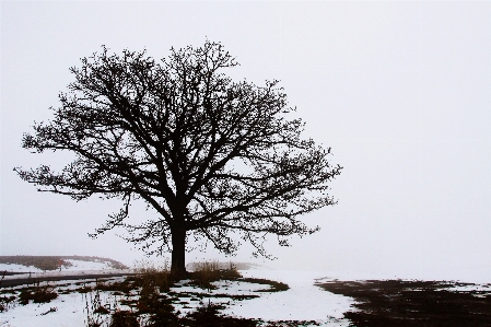 Japan tree natural landscape white Photo