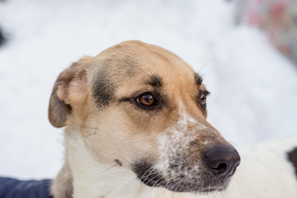 Dog winter day snow