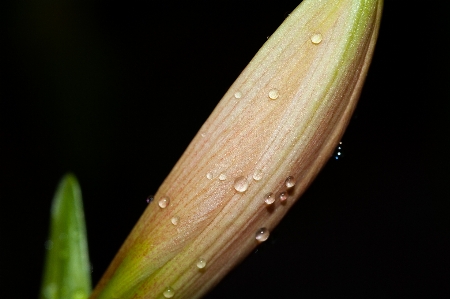 Flower water moisture leaf Photo