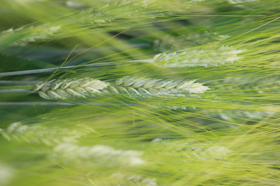 Wheat food grain green