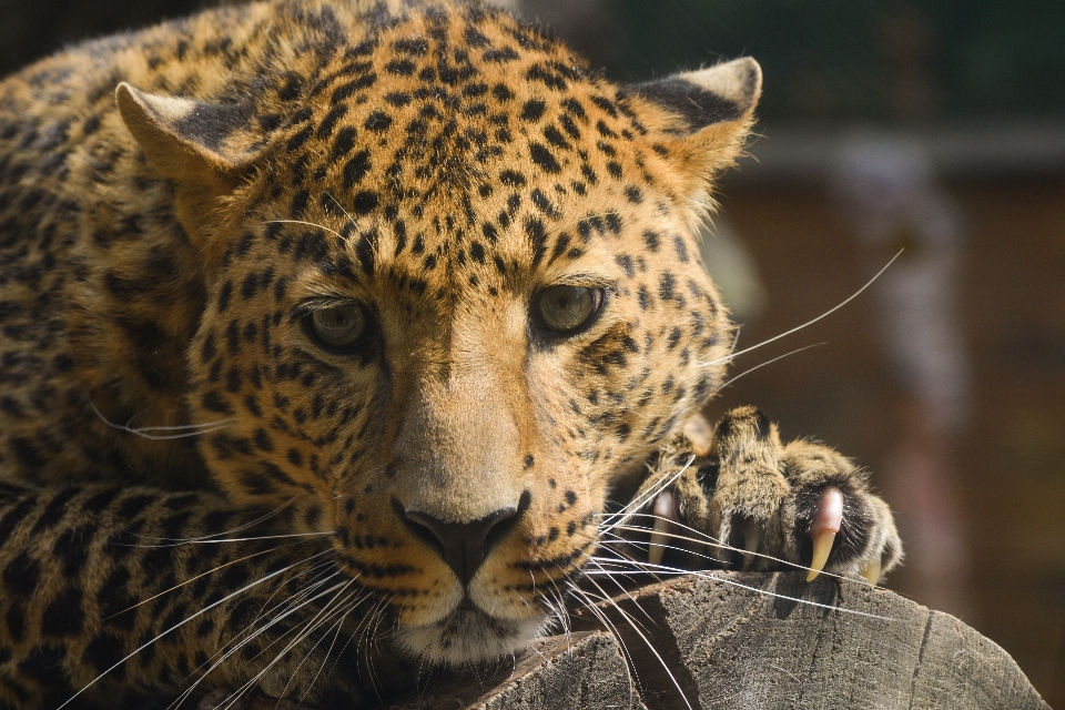 ヒョウ 動物園 悲しい 哺乳類