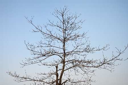 Foto Albero ramo pino bianco
 pianta legnosa
