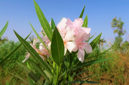 Flowers spring nature lily Photo