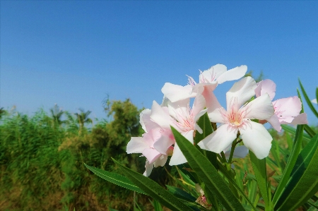 Flowers spring nature lily Photo