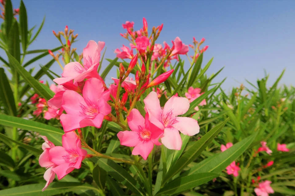 Flowers spring nature lily