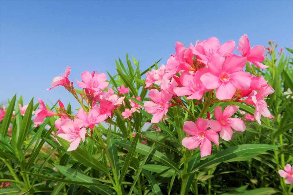 Fleurs printemps nature lis