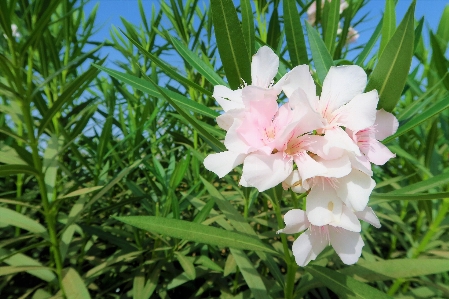 Flowers spring nature lily Photo