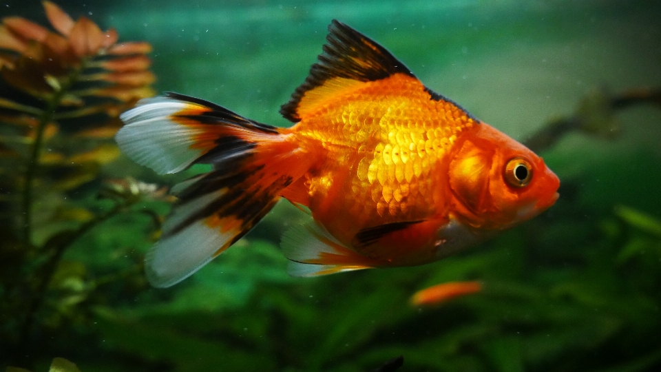 Ryba fish goldfish marine biology