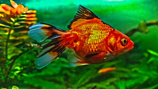 Ryba fish goldfish marine biology Photo