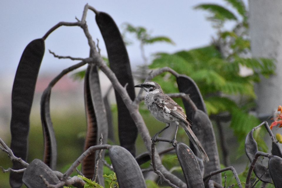 Pájaro árboles naturaleza relajarse