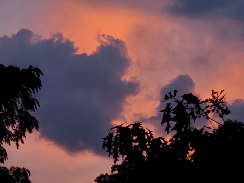 Nuage cœur ciel arbre