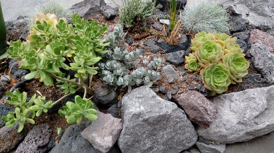 自然 花 植物 エケベリア
 写真