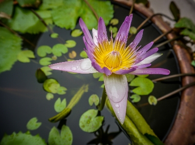 花 水生の バックグラウンド 美しい 写真