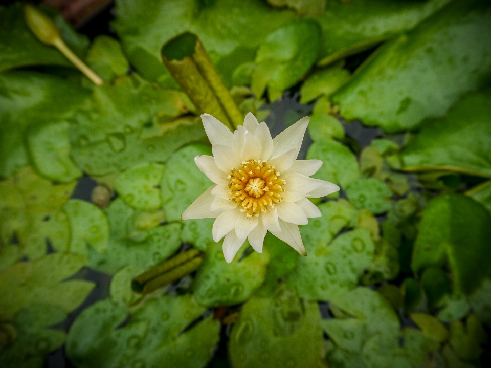 花 水 背景 美丽的