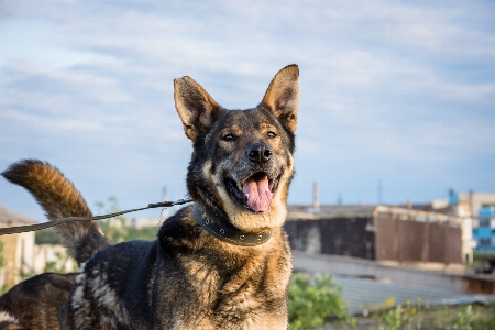 Foto Anjing potret senyum anjing
 dari tempat berlindung
