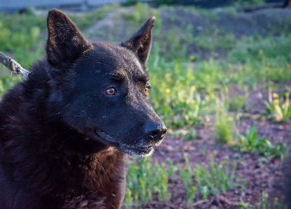 Foto Anjing hitam
 potret dari tempat berlindung
 hewan peliharaan
