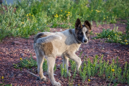 子犬
 周りを見回した
 肖像画 笑顔の犬
 写真