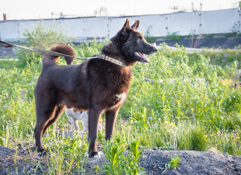 Schwarz hund porträt lächle hund
