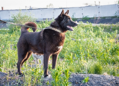 黒 犬 肖像画 笑顔の犬
 写真