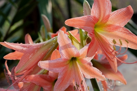 Foto Fiore pianta fiorita
 petalo