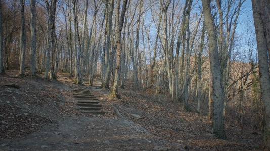 Stairs trees autumn forest Photo