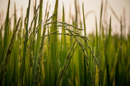 Agriculture asia asian background Photo