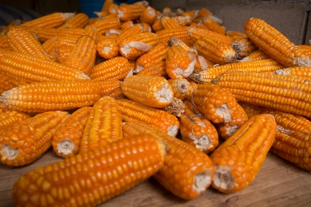 Agriculture background cooking corn Photo