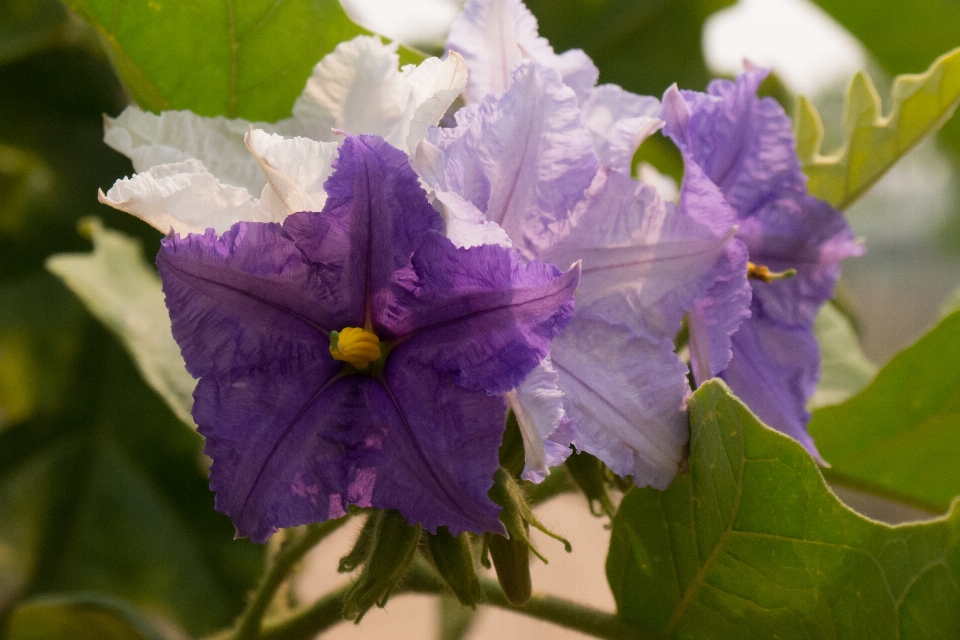 Blume hintergrund schön schönheit