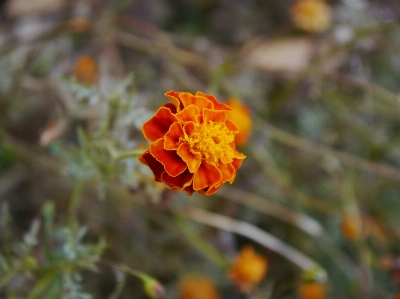 Flower background beautiful beauty Photo