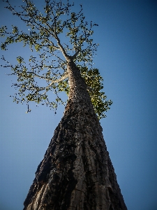 Agriculture angle bark big Photo