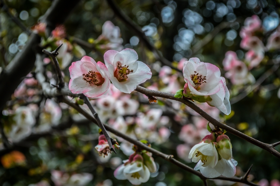 Blume abstrakt hintergrund schön