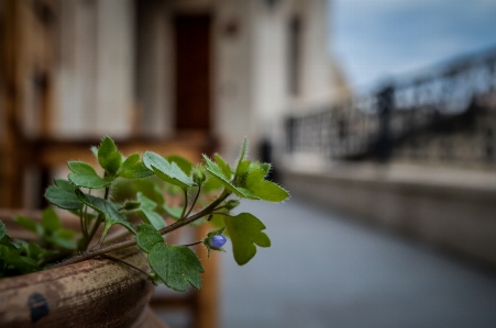 Background botany branch bright Photo