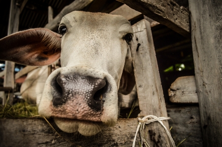 Agriculture light animal brown Photo