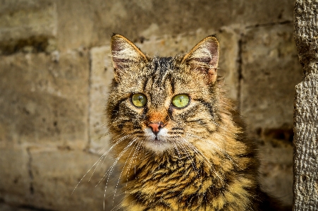 Photo Animal arrière-plan beau caméra